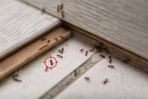 Best Ant Control Services  in Encinal, TX