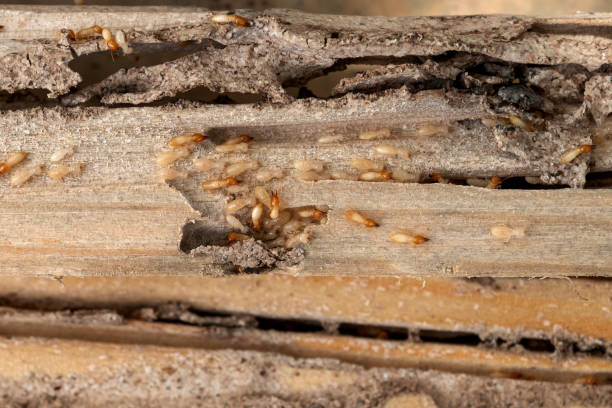 Wildlife Control Services in Encinal, TX