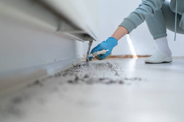 Best Ant Control Services  in Encinal, TX
